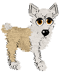 Husky-corgi