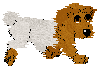 beady eyes dog